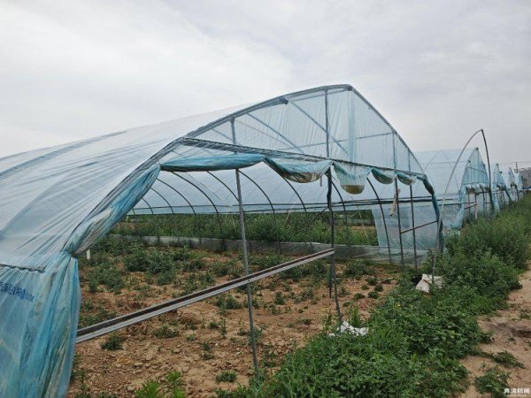 盛金缘证券 大棚遭断水，蔬菜被哄抢？甘肃一菜农在陕西承包的90座大棚几近绝收